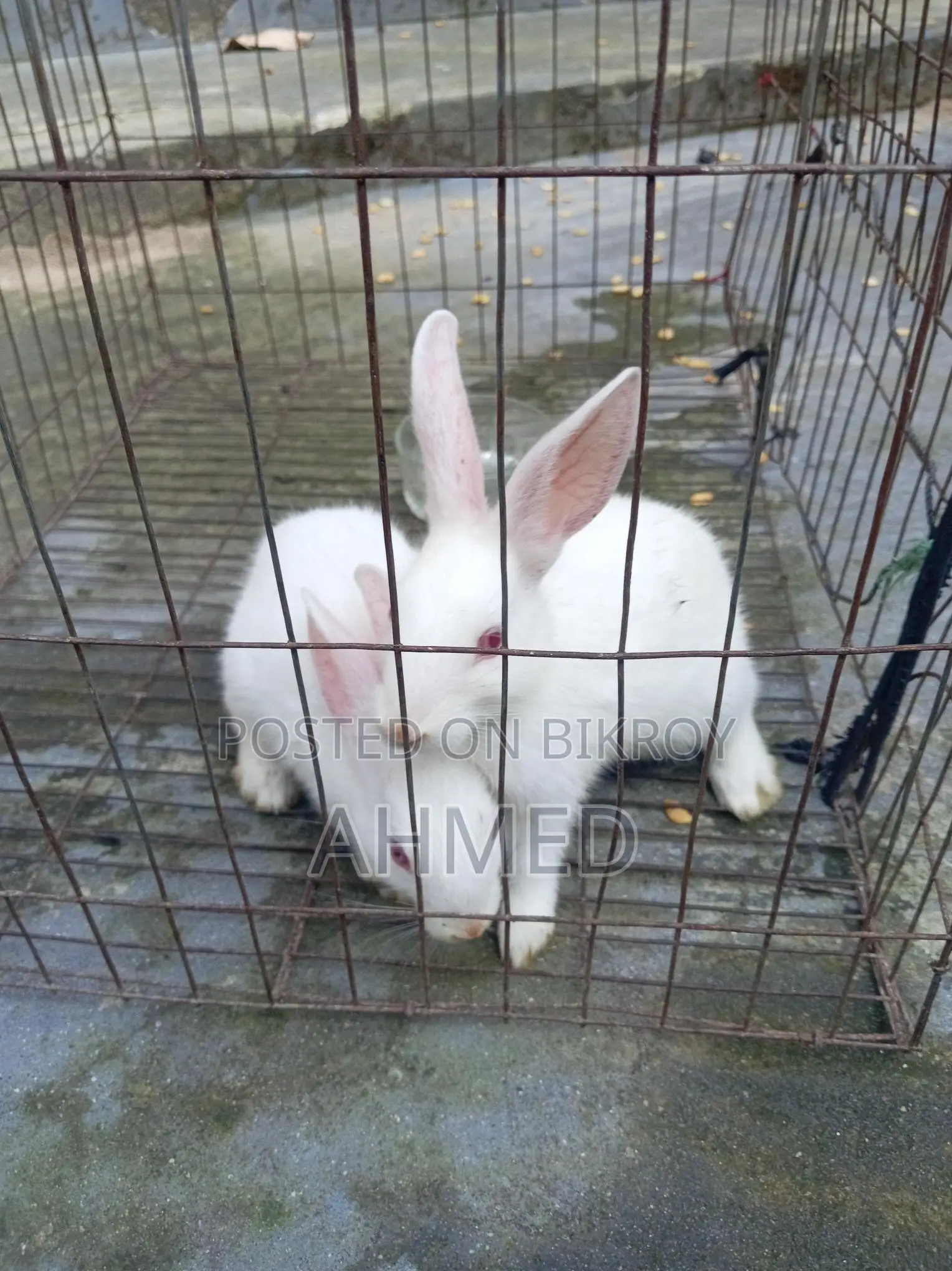 Rabbit Pair for Sale