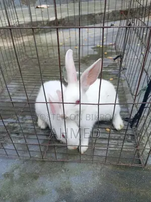 Rabbit Pair for Sale