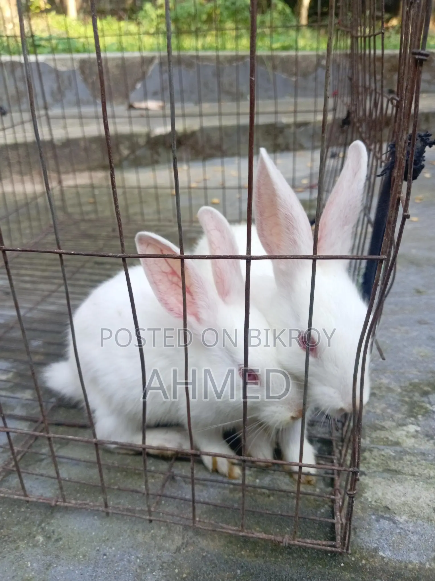 Rabbit Pair for Sale