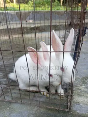 Rabbit Pair for Sale