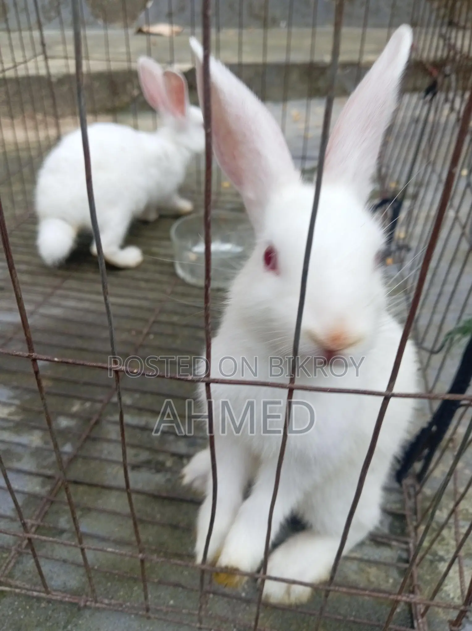 Rabbit Pair for Sale