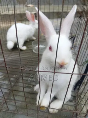 Rabbit Pair for Sale