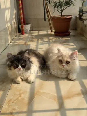 Persian Cat Sell Urgent