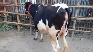 Cow for Sale (No. 1118)