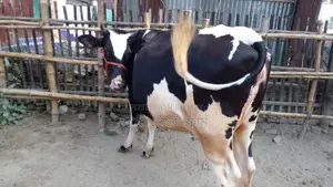 Cow for Sale (No. 1118)