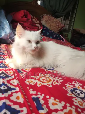 Female Persian Cat