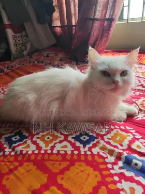 Female Persian Cat
