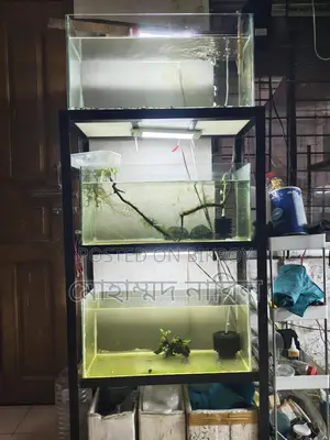 অ্যাকোয়ারিয়াম ফিশ
