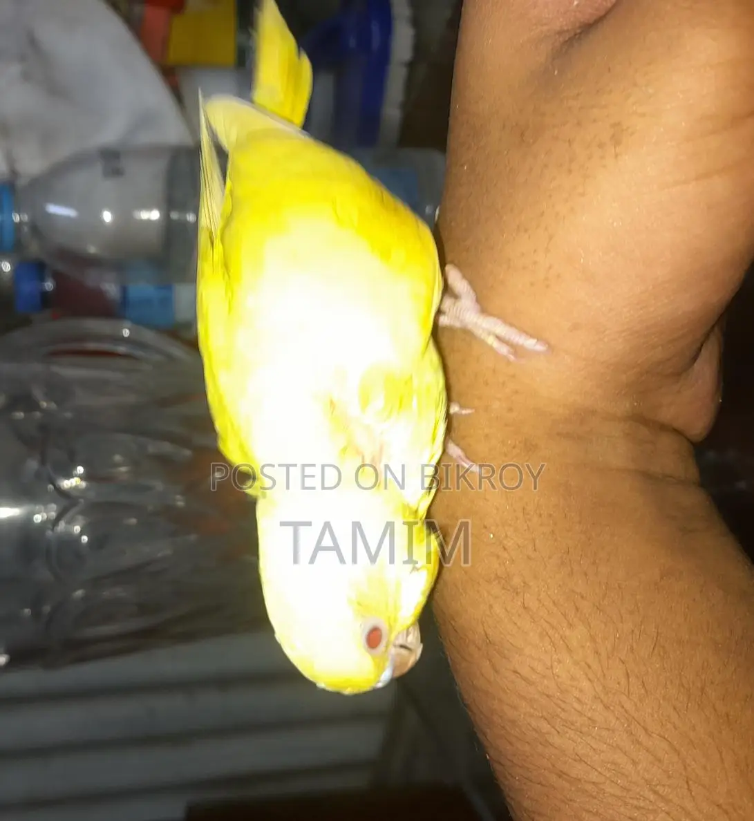 বাজিগর