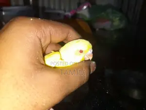 বাজিগর