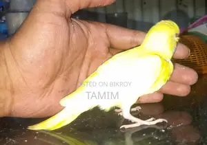 বাজিগর
