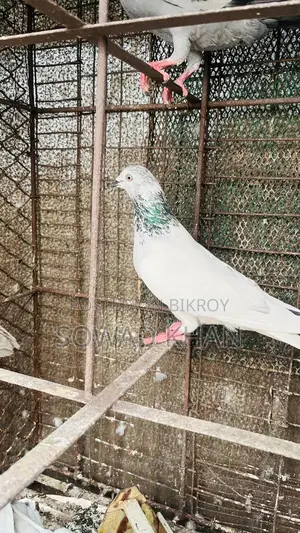 আর্মি নর