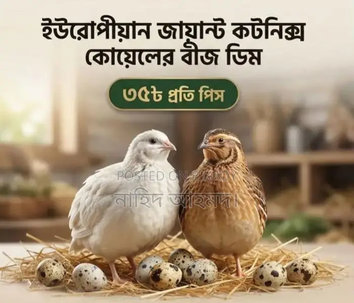ইউরোপিয়ান জায়ান্ট কটনিক্স কোয়েল