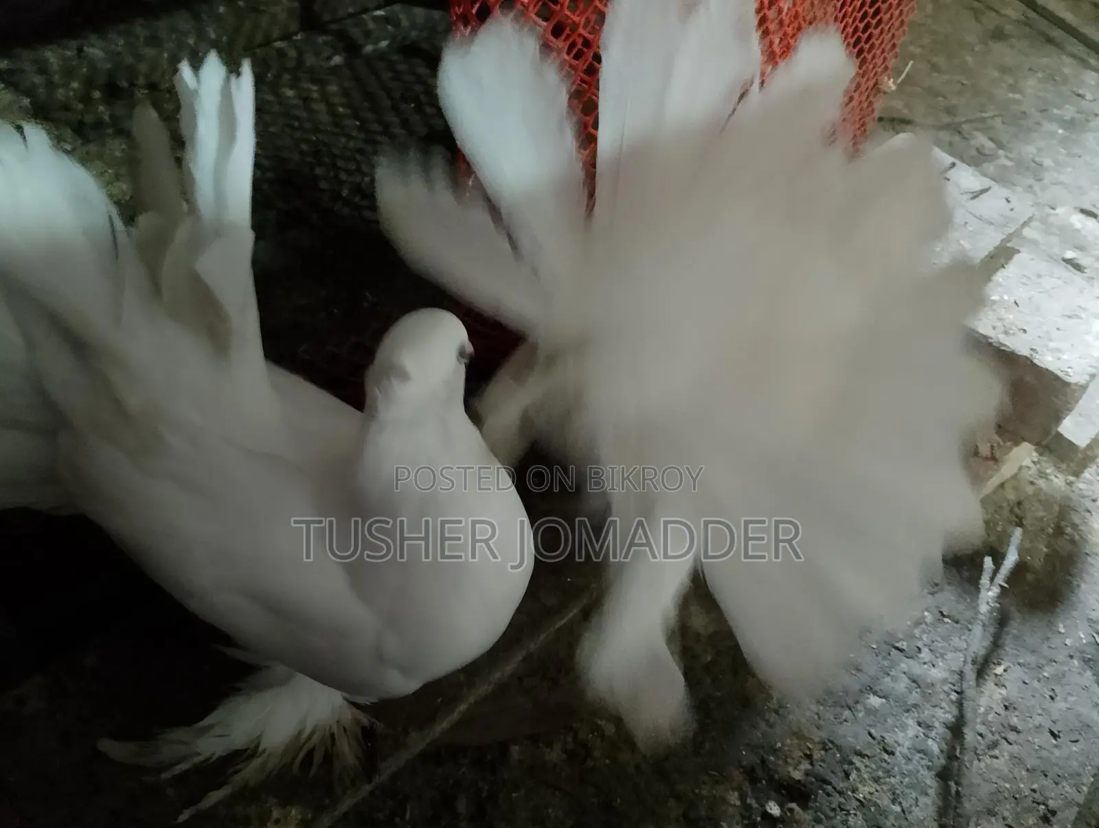 Lakha Pigeons