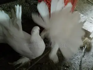 Lakha Pigeons