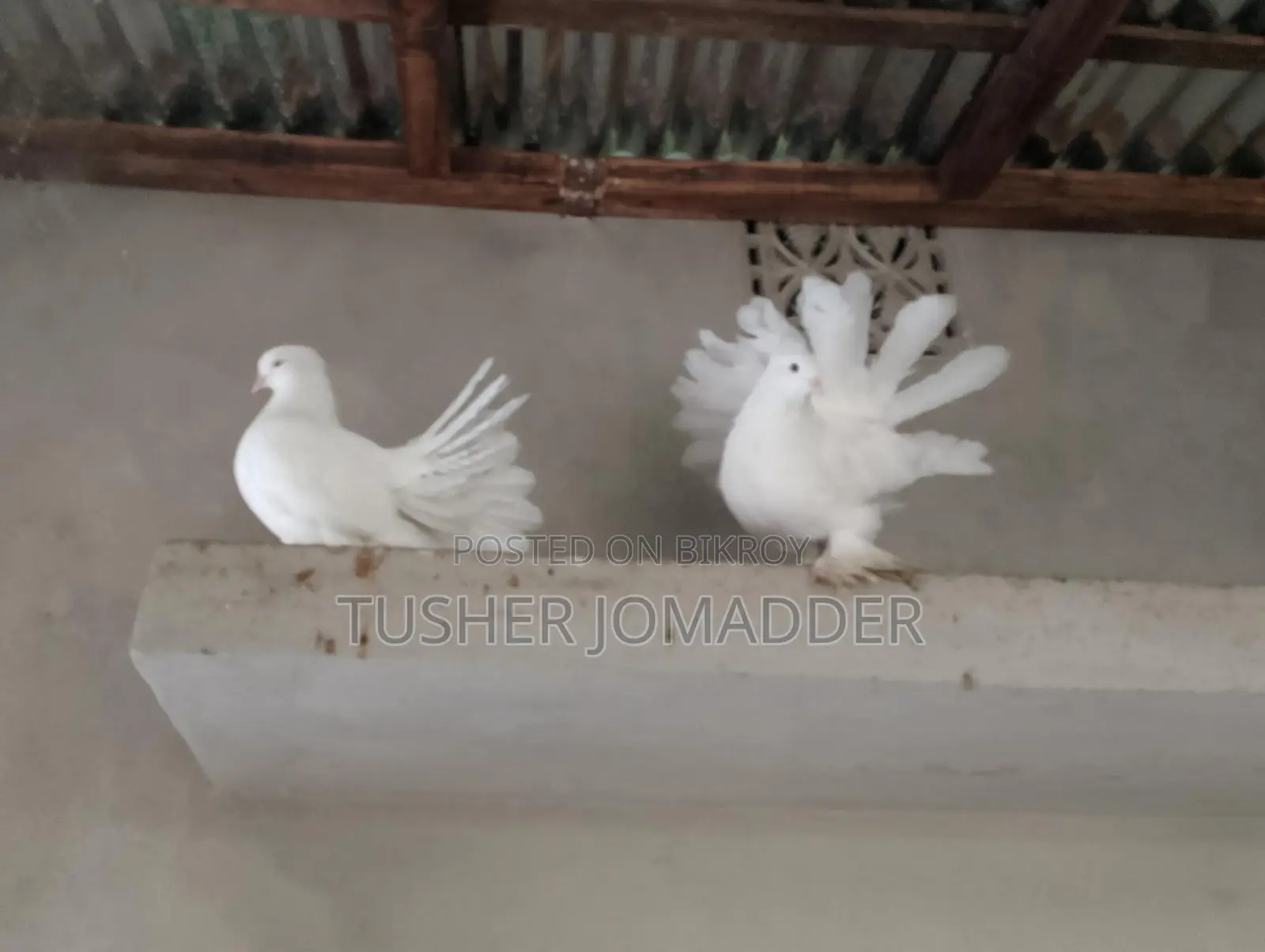 Lakha Pigeons