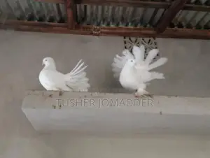 Lakha Pigeons