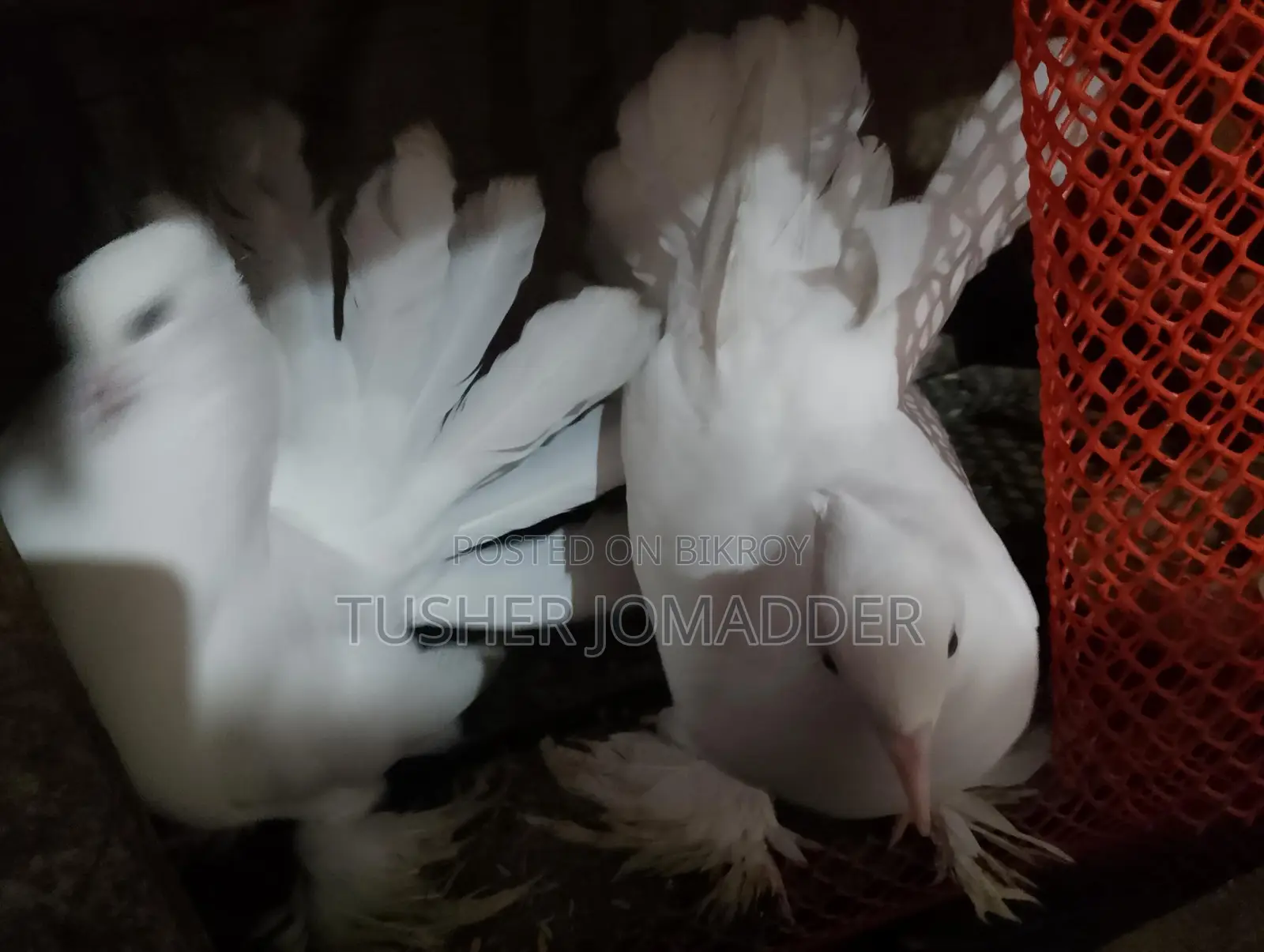 Lakha Pigeons