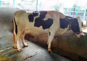 ১১১১ নং মুন্ডি গাভী গরু দুধের পরিমান ১৭-১৮ লিটার প্রতিদিন।