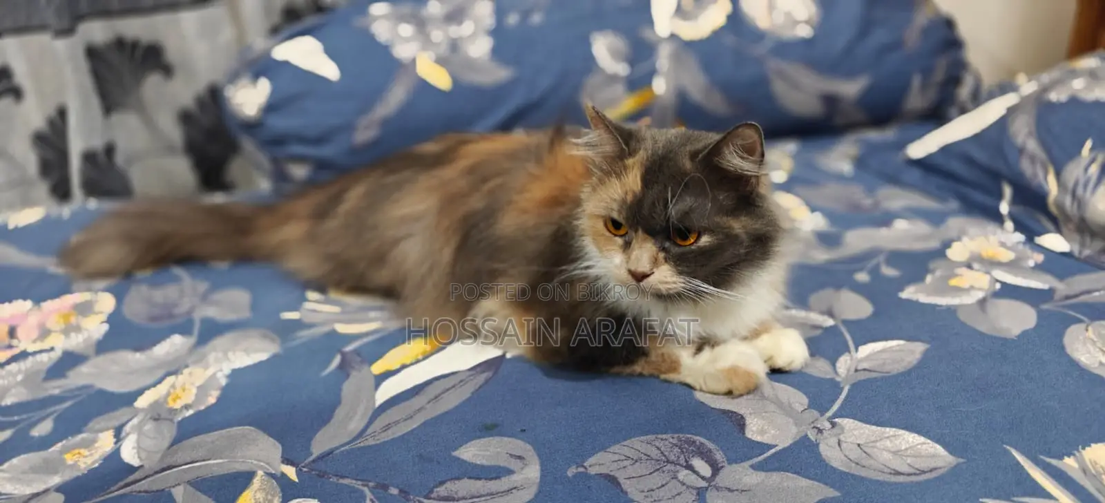 Calico cat for sale