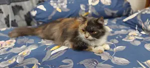 Calico cat for sale
