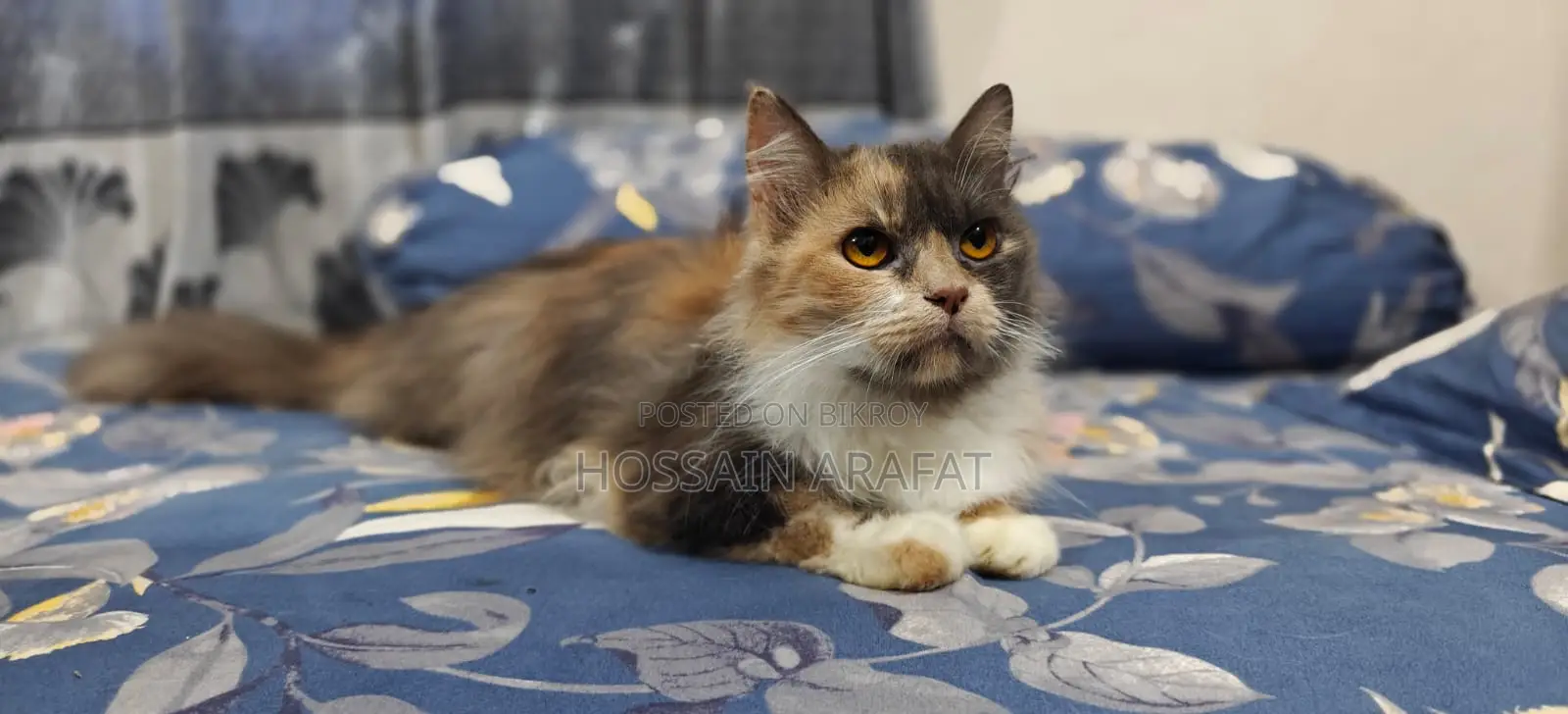 Calico cat for sale