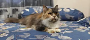 Calico cat for sale