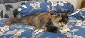 Calico cat for sale