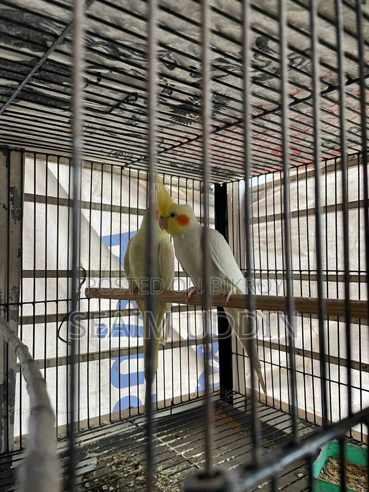 A pair of running Cockatiels and full setup