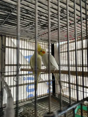 A pair of running Cockatiels and full setup