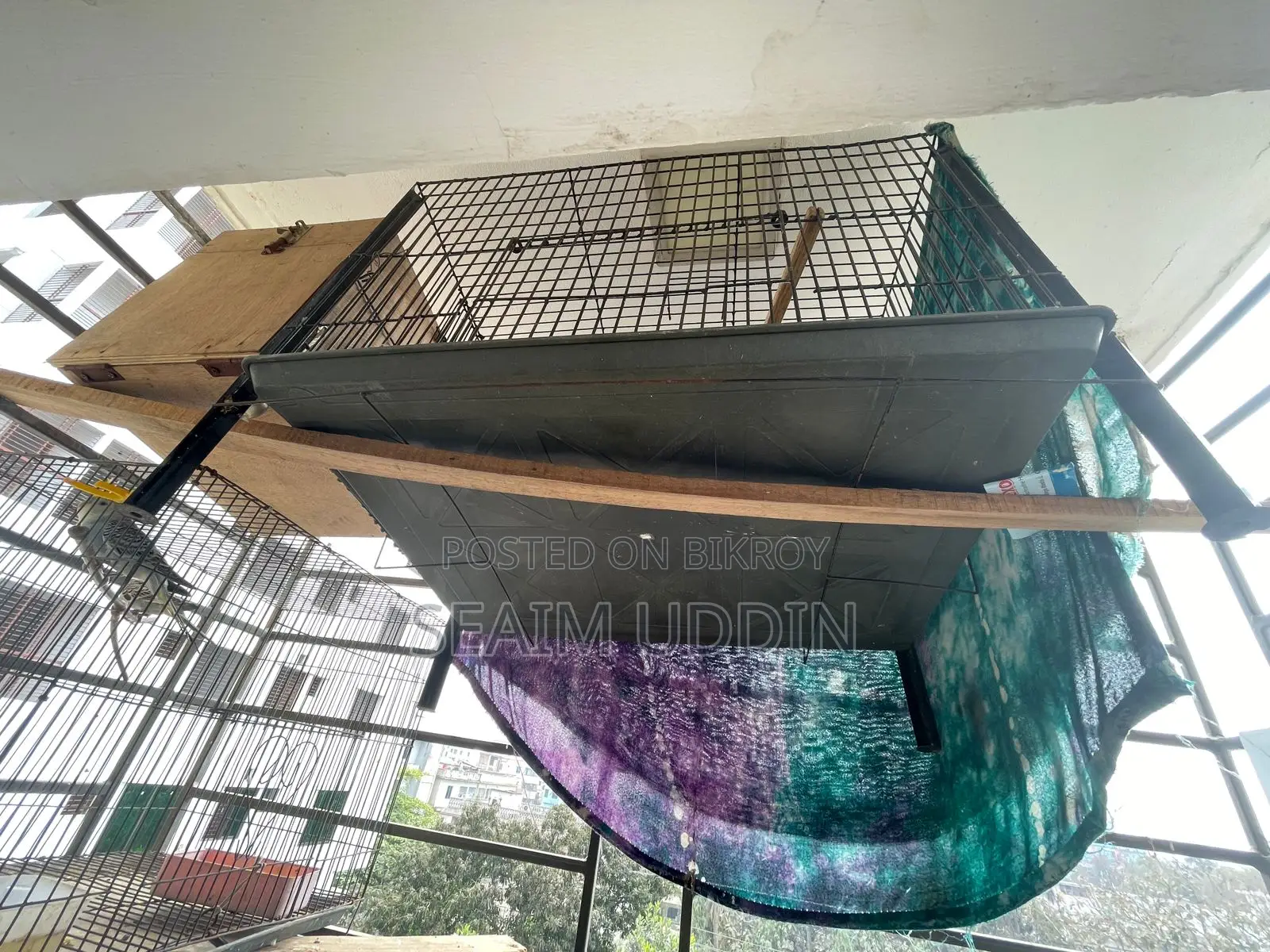 A pair of running Cockatiels and full setup