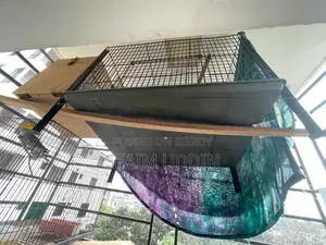 A pair of running Cockatiels and full setup
