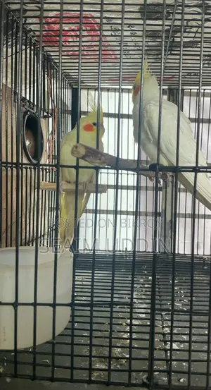 A pair of running Cockatiels and full setup