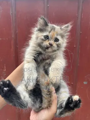 Cat Sale Post