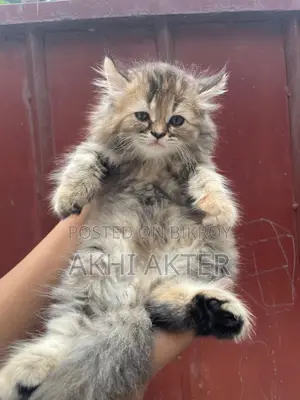 Cat Sale Post