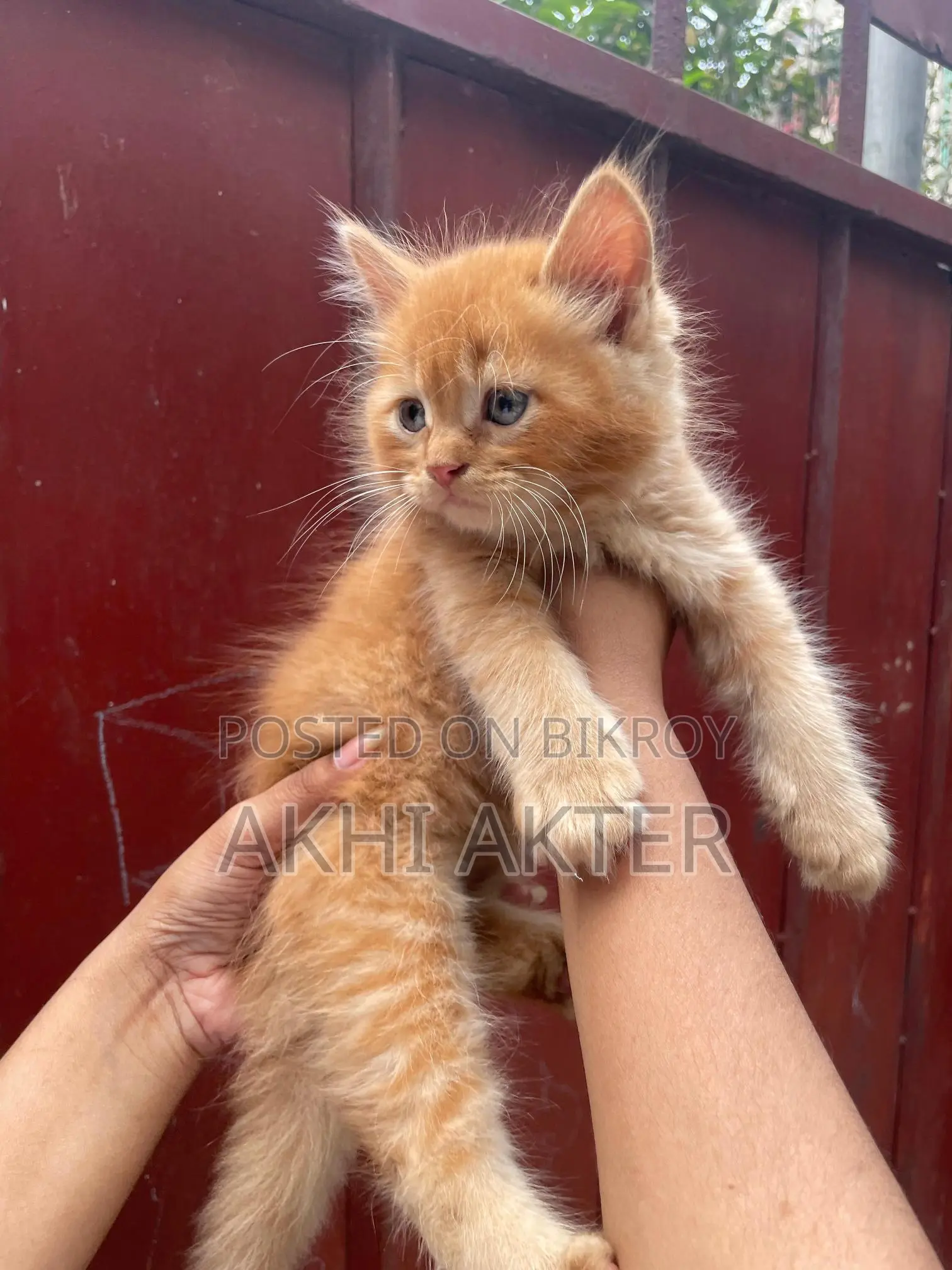 Cat Sale Post
