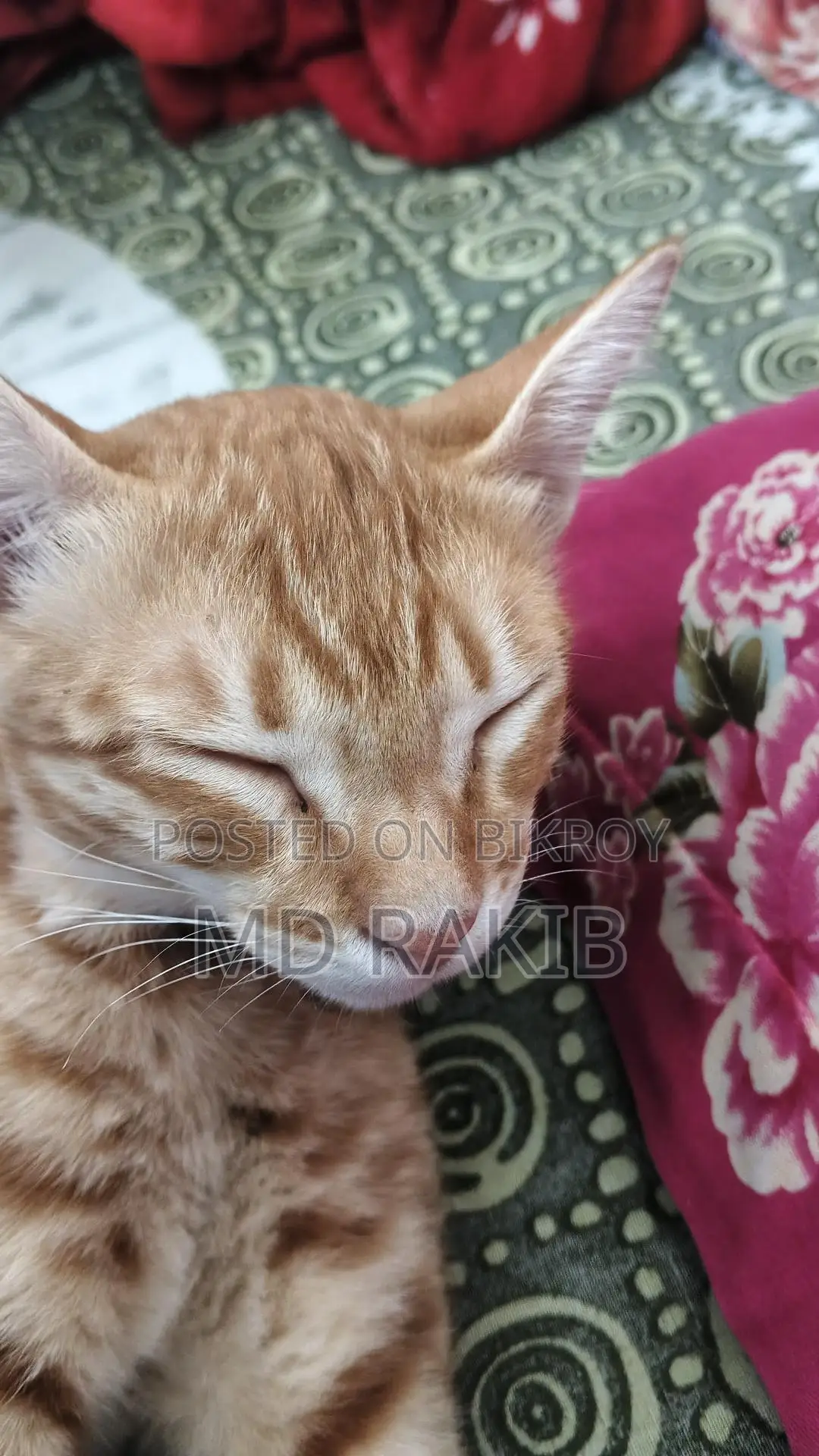 Mix Breed Cat