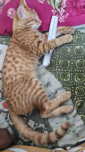Mix Breed Cat