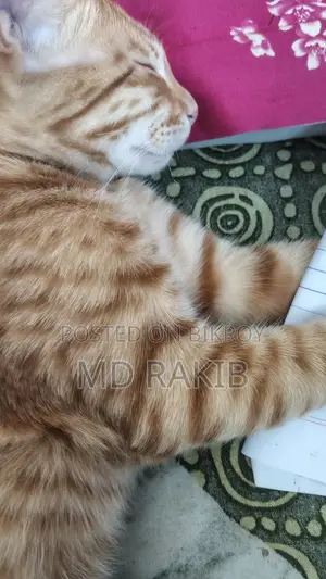 Mix Breed Cat