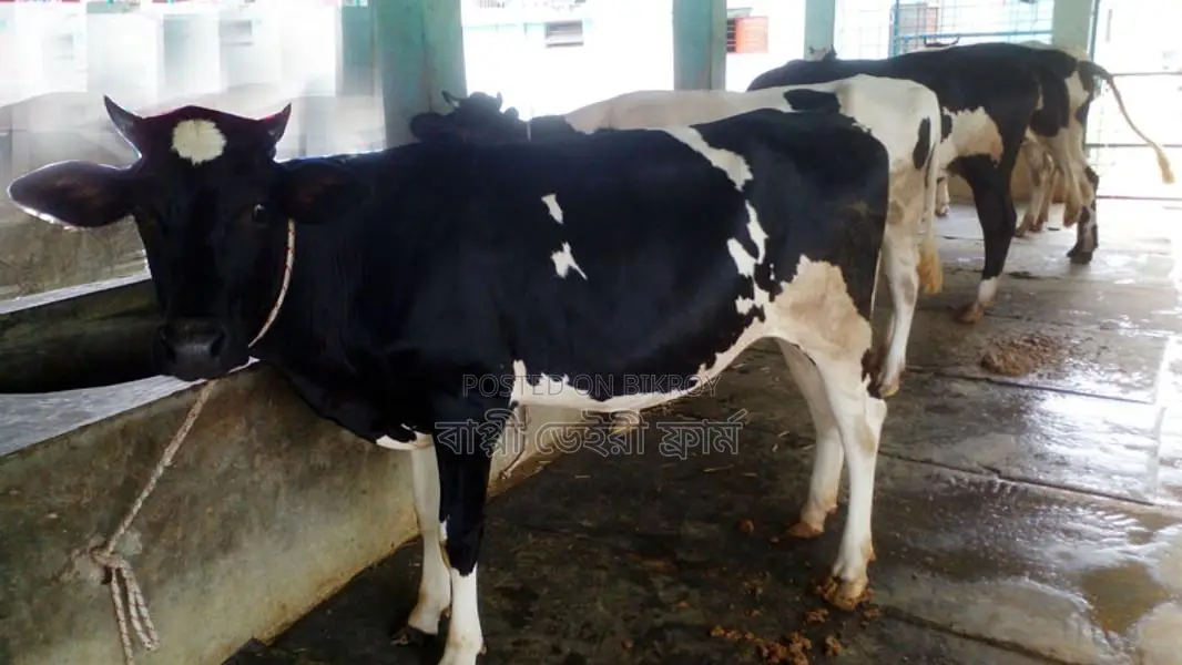 Buy 4 high-quality heifers no. 1122 for rearing.