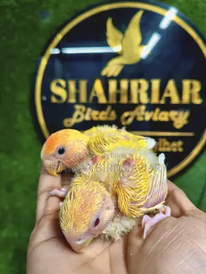 লাভবার্ড টেম সাইজ বেবি lovebird baby birds