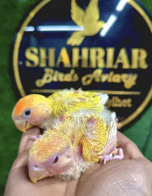 Lovebird Tame Size Baby Birds