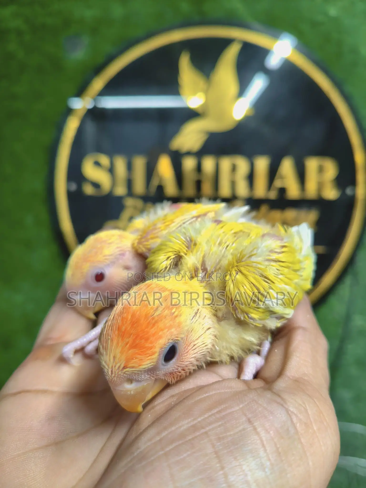 Lovebird Tame Size Baby Birds