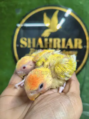 Lovebird Tame Size Baby Birds