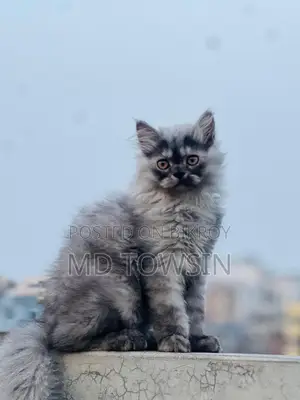 Looking For A New Home