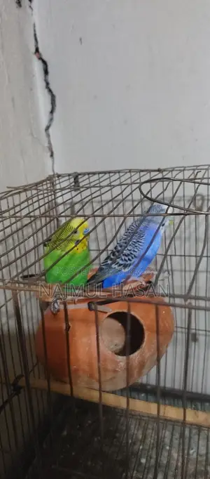 Running Budgerigar
