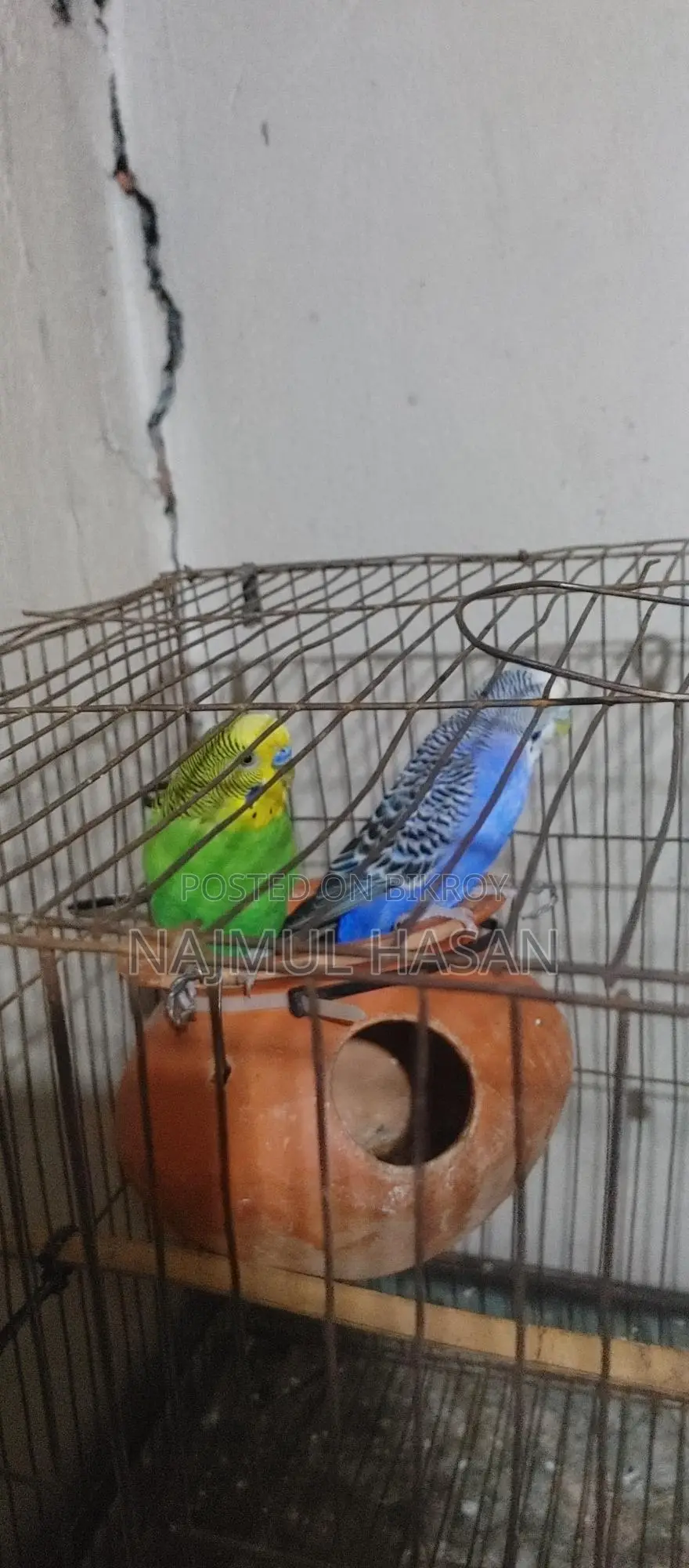 Running Budgerigar