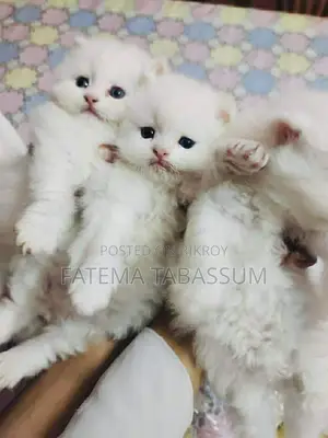 Persian Cat Triple Coat