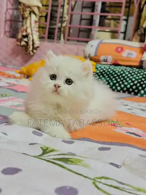 Persian Cat Triple Coat