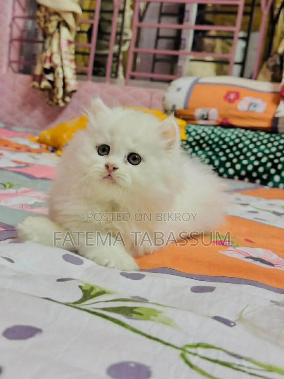 Persian Cat Triple Coat